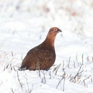 Red Grouse in the Snow 