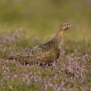 Red Grouse 6