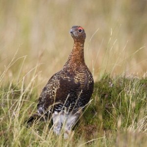 Red Grouse 5