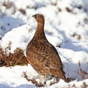 Red Grouse in the Snow 