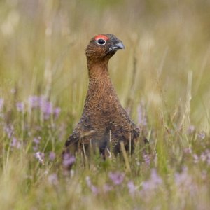Red Grouse 8