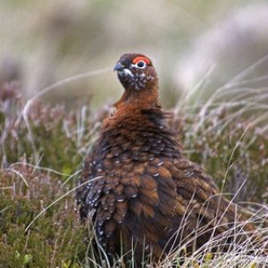 Red Grouse 2
