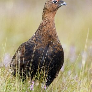 Red Grouse 9