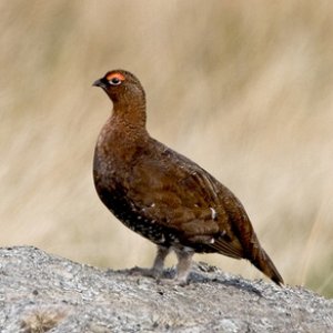 Red Grouse  1