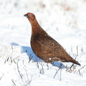 Red Grouse in the Snow 