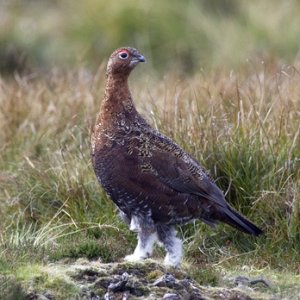 Red Grouse 7