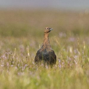    Red Grouse 12