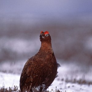 Red Grouse in the Snow