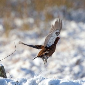 Red Grouse in the Snow 