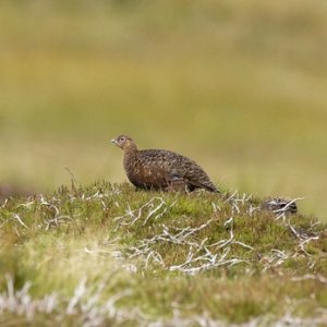Red Grouse 4