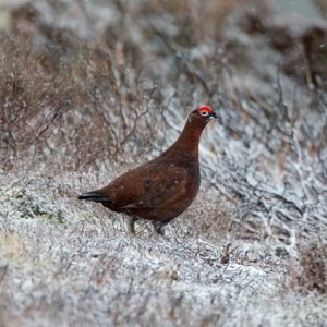 Red Grouse in the Snow  