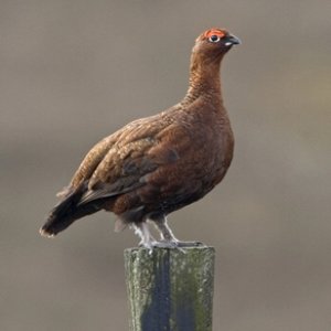 Red Grouse on a Post