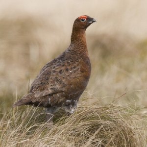 Red Grouse  3