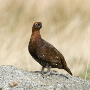 Red Grouse  2