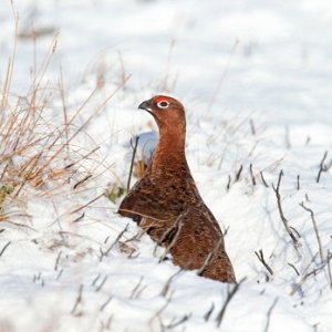 Red Grouse in the Snow 