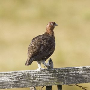 Red Grouse on Fence