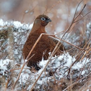 Red Grouse in the Snow 