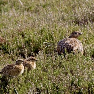  Red Grouse and Chicks