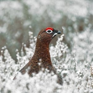 Red Grouse in the Snow 