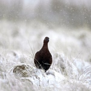 Red Grouse in the Snow 